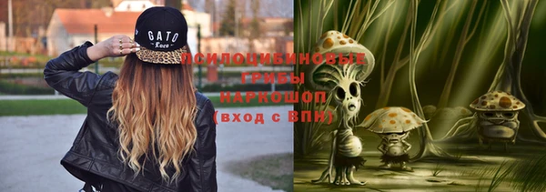 ПСИЛОЦИБИНОВЫЕ ГРИБЫ Новозыбков