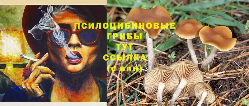 Галлюциногенные грибы Psilocybe  Подпорожье 